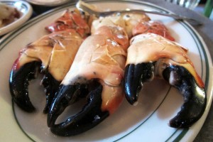 Florida Stone Crab Source: Wally Gobetz on flickr (CC BY-NC-ND 2.0)